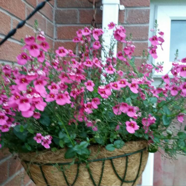 plant image 632922