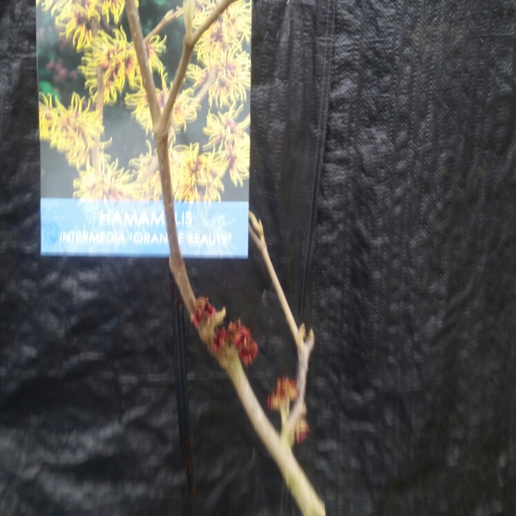 plant image 658051