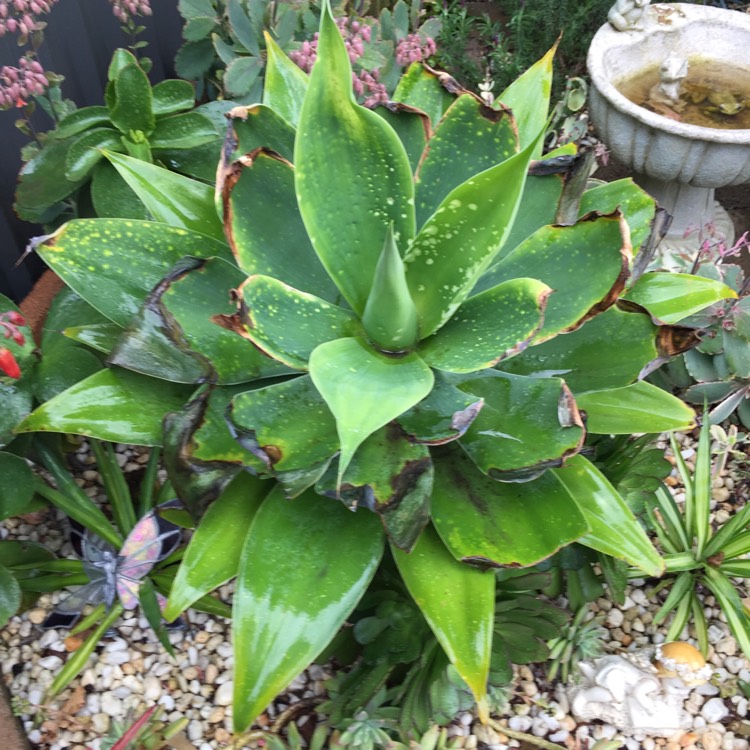 plant image 535290