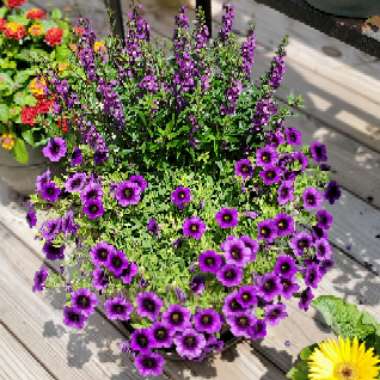 Angelonia