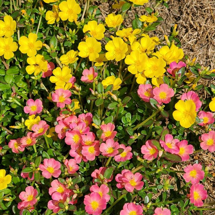 Plant image Portulaca oleracea 'Sun Jewels'