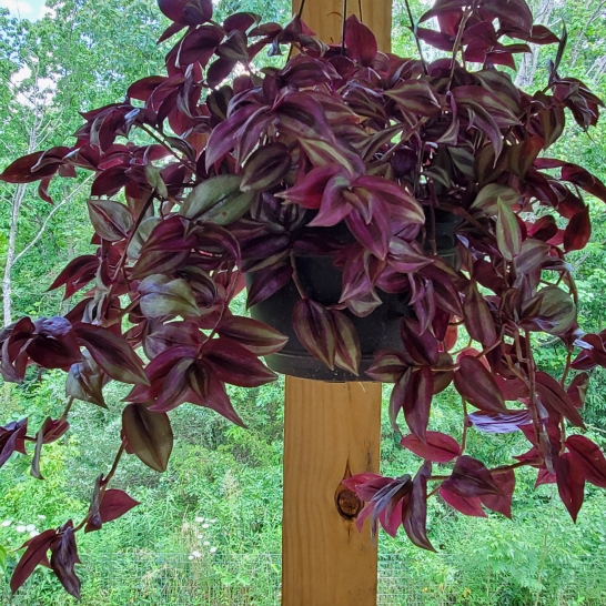 plant image 1358990