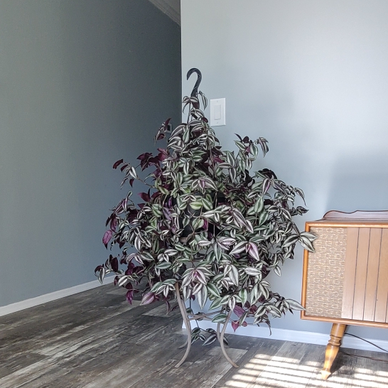 Plant image Tradescantia  'Houseplants'