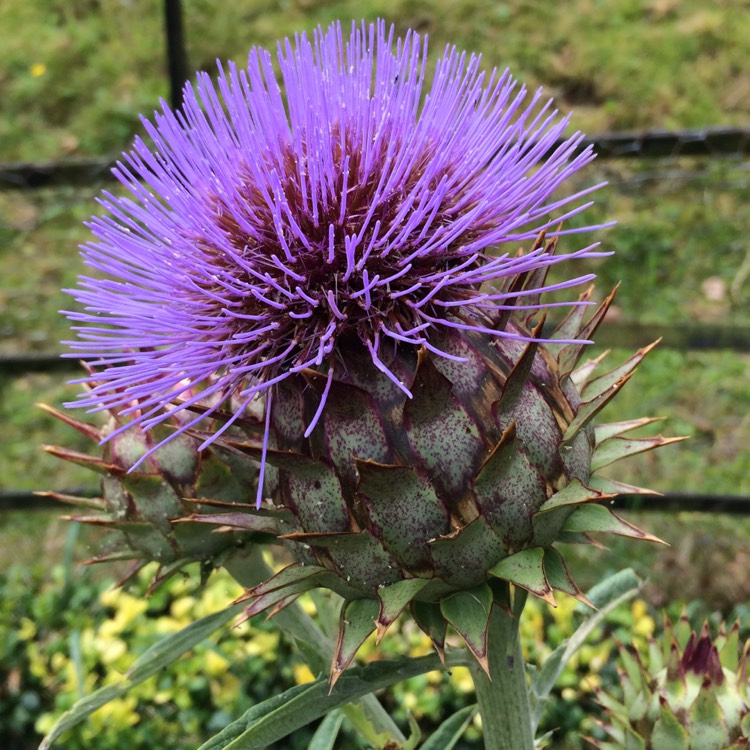 plant image 511847