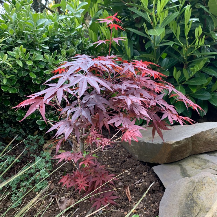 Plant image Acer Palmatum 'Pixie'