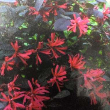 Chinese Fringe Flower 'Black Pearl'