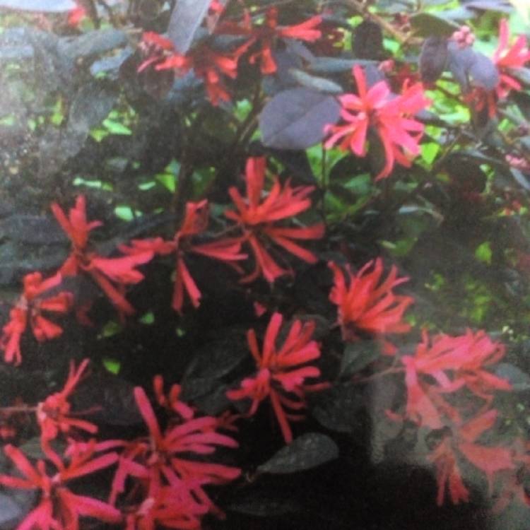 Plant image Loropetalum chinense 'Black Pearl'