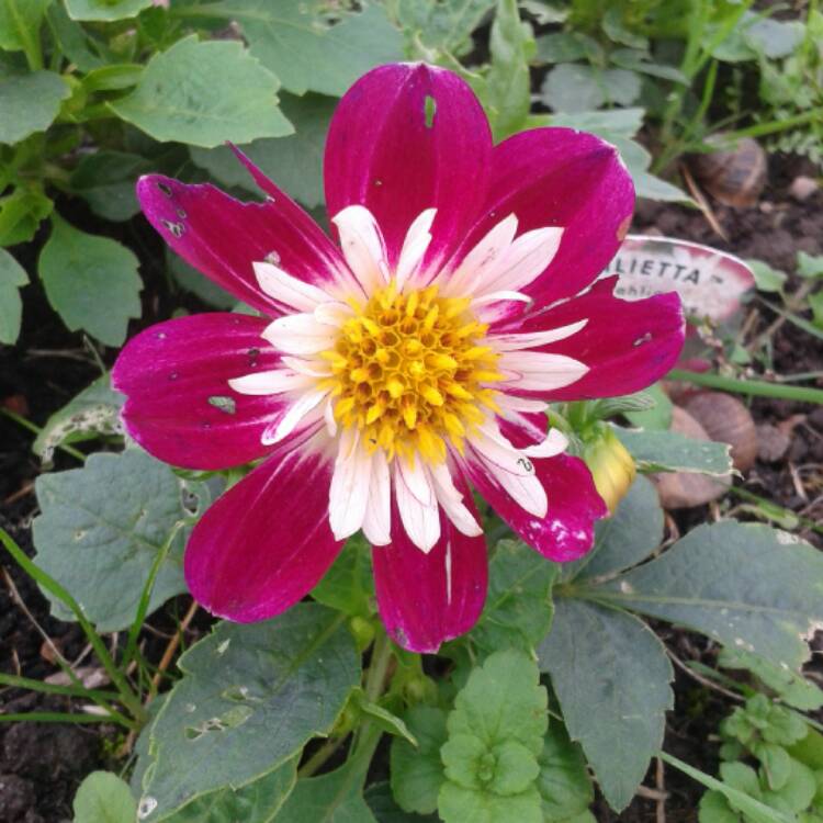 plant image 555126