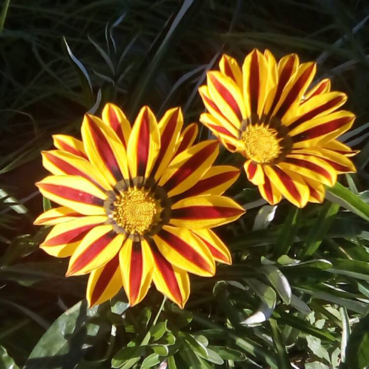 Plant image Gazania 'Daybreak Red Striped'