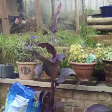 Canna 'Cannova Bronze Scarlet'