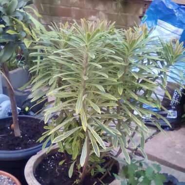 Martin's Spurge 'Ascot Rainbow'