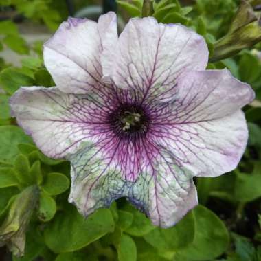 Patunia Purple Orchid Vien