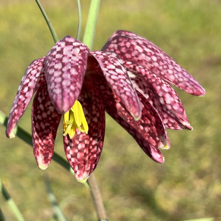plant image 1731294