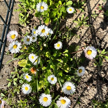 Common daisy
