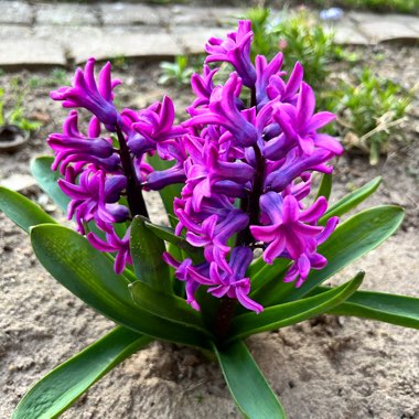 Hyacinth 'Woodstock'