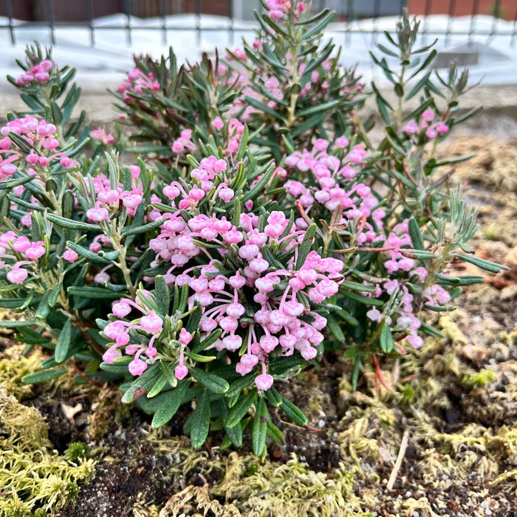 plant image 1733763