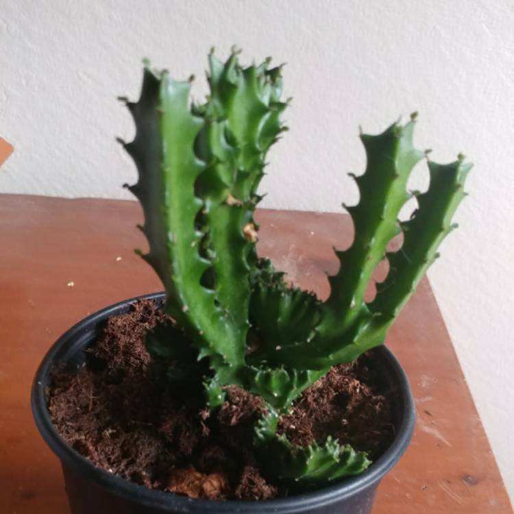plant image 615169