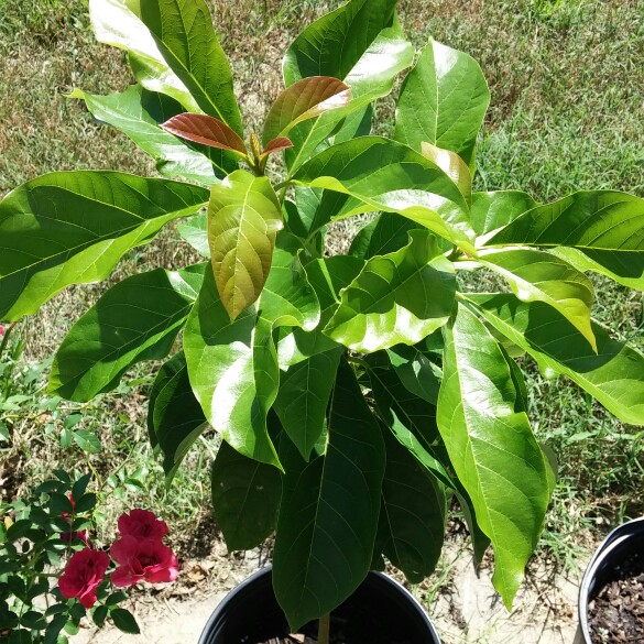 plant image 132759
