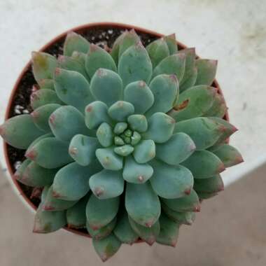 x Pachyveria Jewel Tones