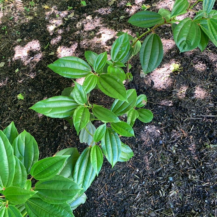Plant image Viburnum davidii
