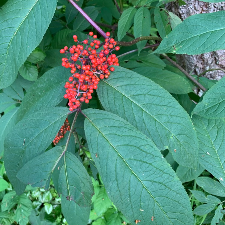 Plant image Sambucus Racemose