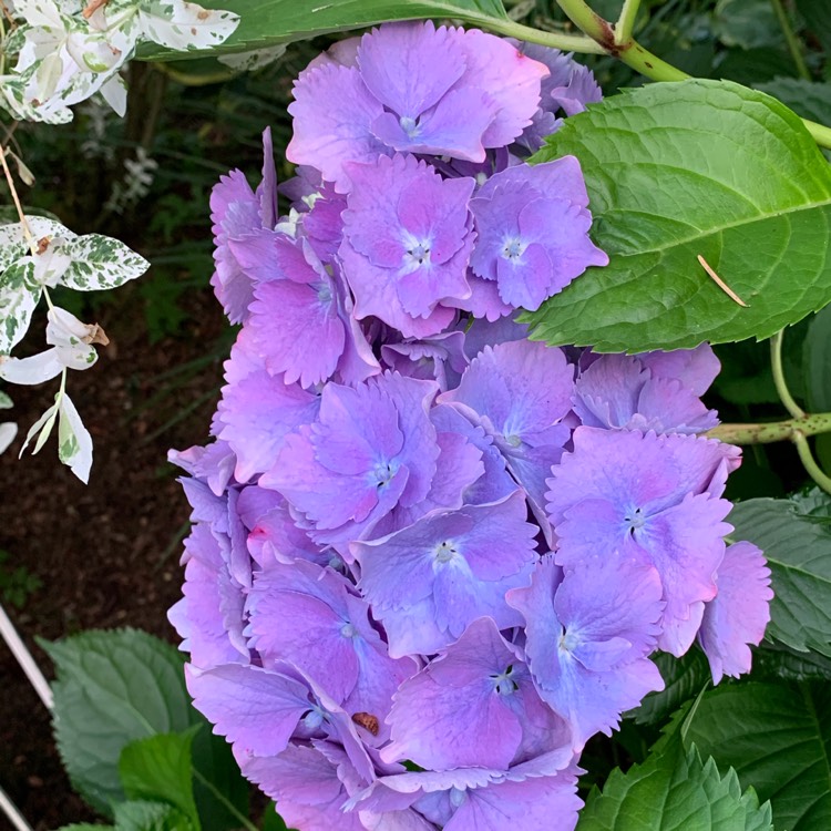 plant image 1360471 plant image 1360471