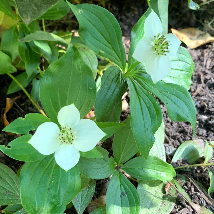 plant image 1377370