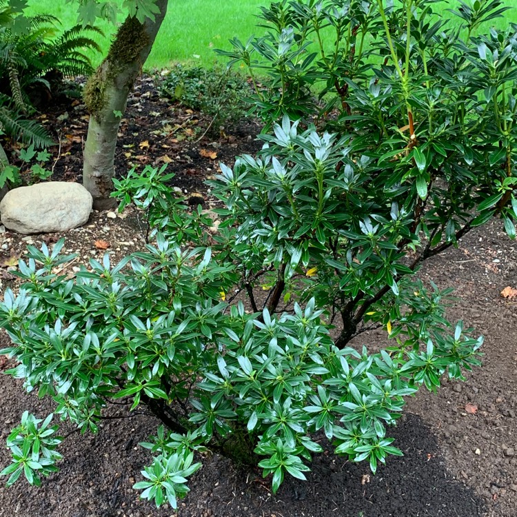 plant image 1394861
