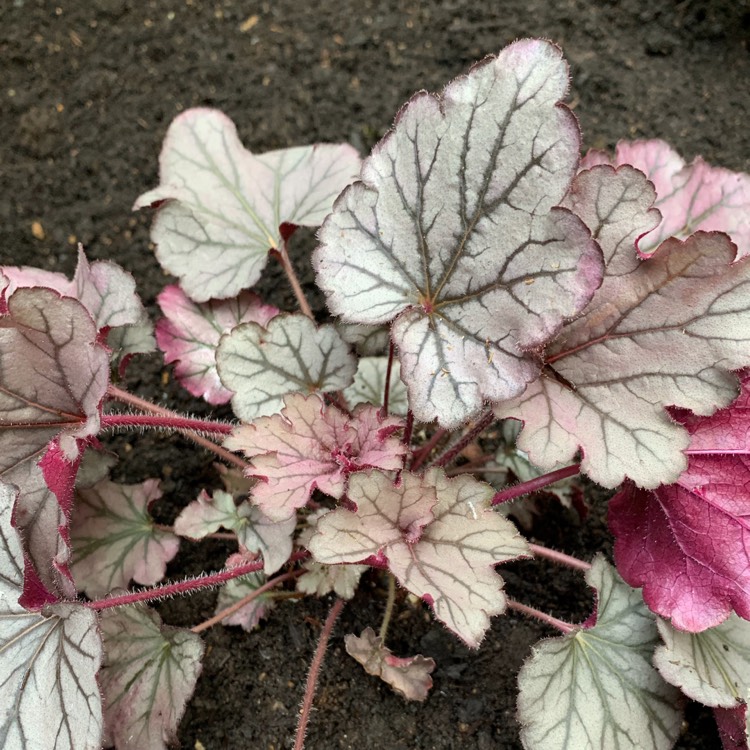 Plant image Heuchera 'Spellbound'