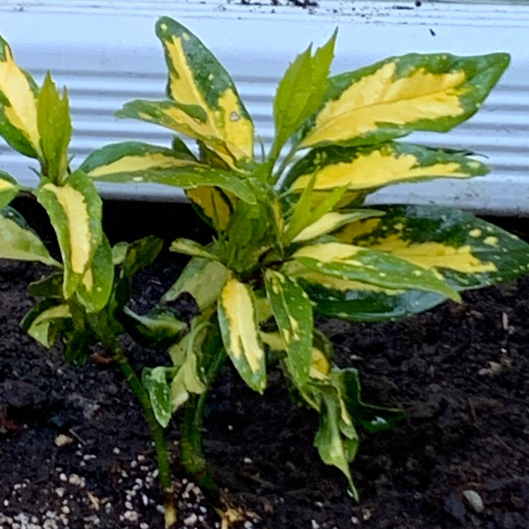 Plant image Aucuba japonica 'Golden King'