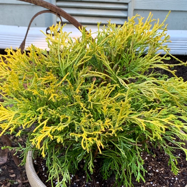 Plant image Chamaecyparis pisifera 'Filifera Nana'