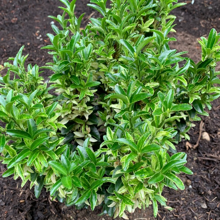 Plant image Euonymus 'Paloma Blanca'