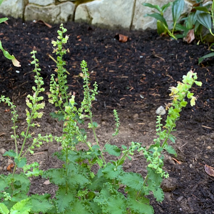 Plant image Teucrium