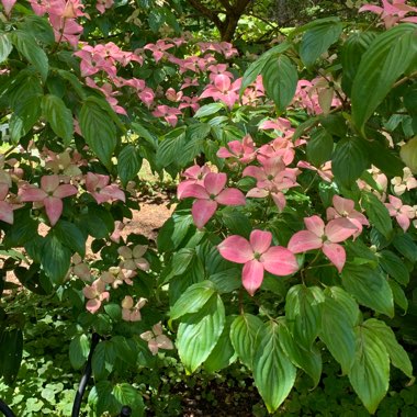 Dogwood 'Radiant Rose'