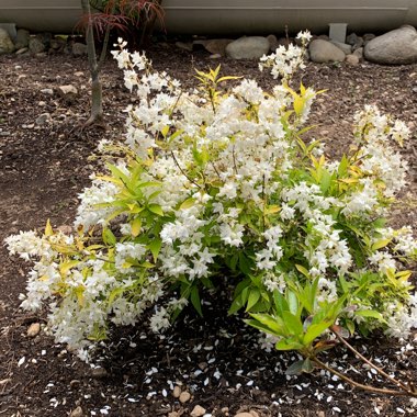 Deutzia