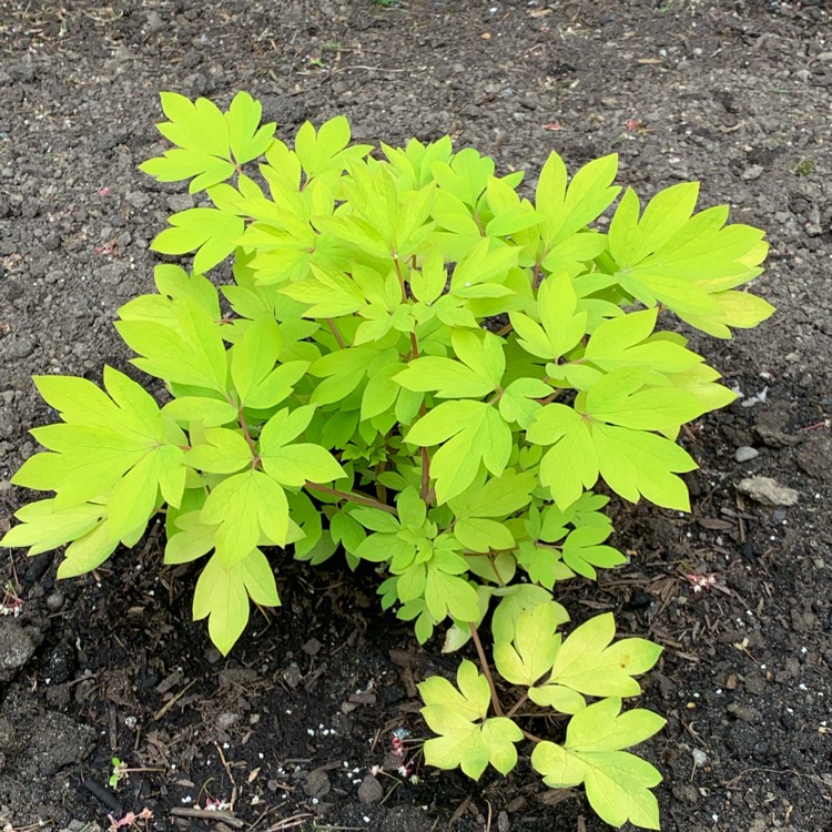 plant image 1668724