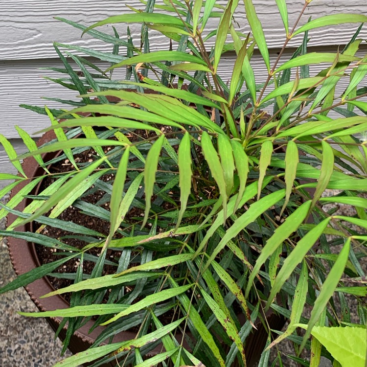 plant image 1668726