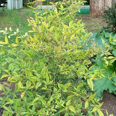 Sacred Bamboo 'Blush Pink'
