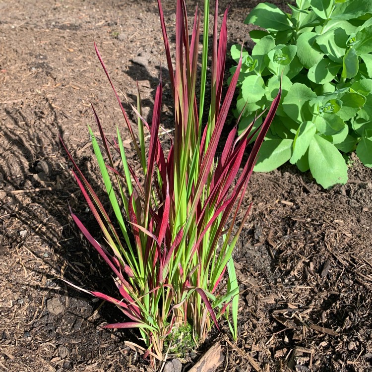 Plant image Imperata cylindrica 'Red Baron'