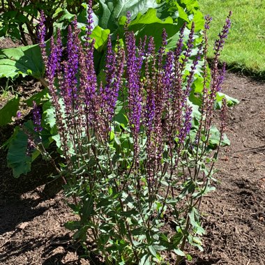 Balkan Clary Sage 'Caradonna'