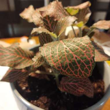 Nerve plant