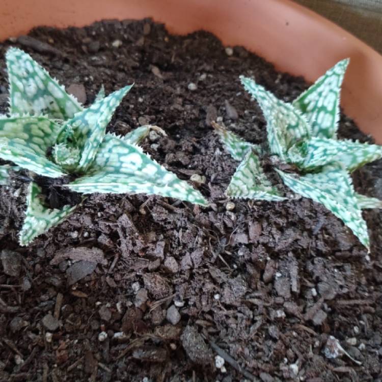 Plant image Aloe 'Snowstorm'