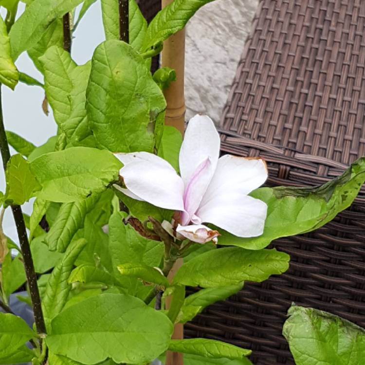 Plant image Magnolia stellata 'Rosea'