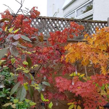 Japanese Maple