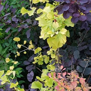 Maidenhair Tree