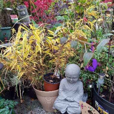 Josey's garden