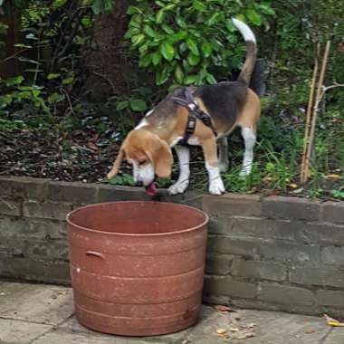 Josey's garden