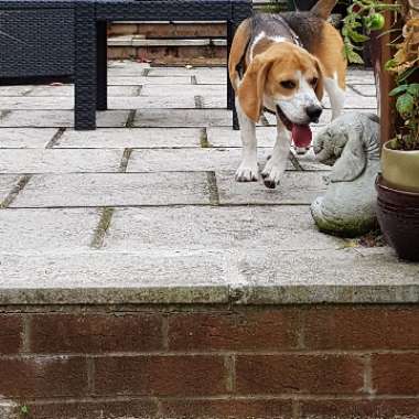 Josey's garden