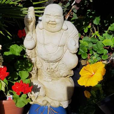Josey's garden