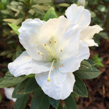 Azalea